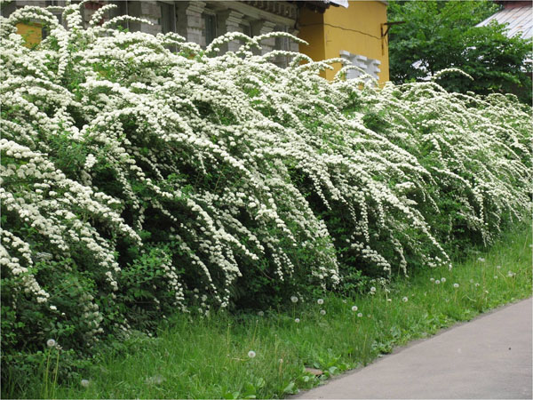 Необрезная живая изгородь 